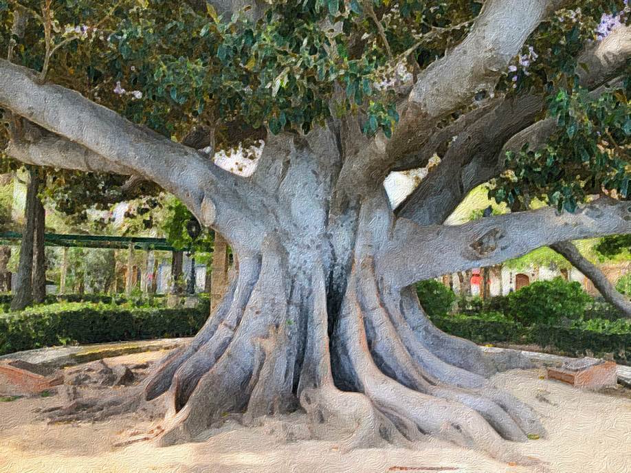 Ein Bild, das Baum, Pflanze, drauen, Eiche enthlt.

Automatisch generierte Beschreibung