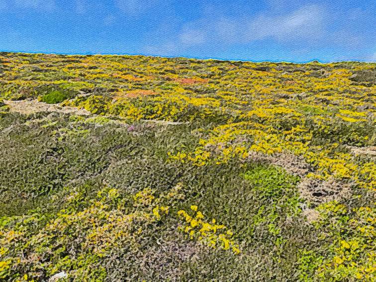 Ein Bild, das Gras, drauen, Feld, Blume enthlt.

Automatisch generierte Beschreibung