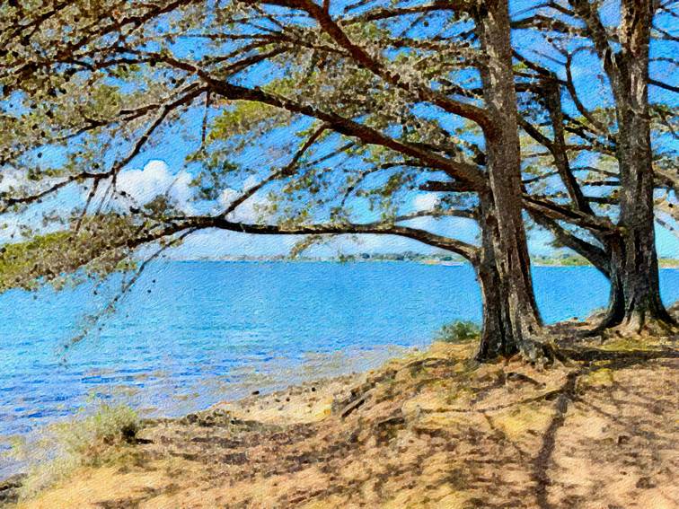 Ein Bild, das Baum, drauen, Wasser, Pflanze enthlt.

Automatisch generierte Beschreibung