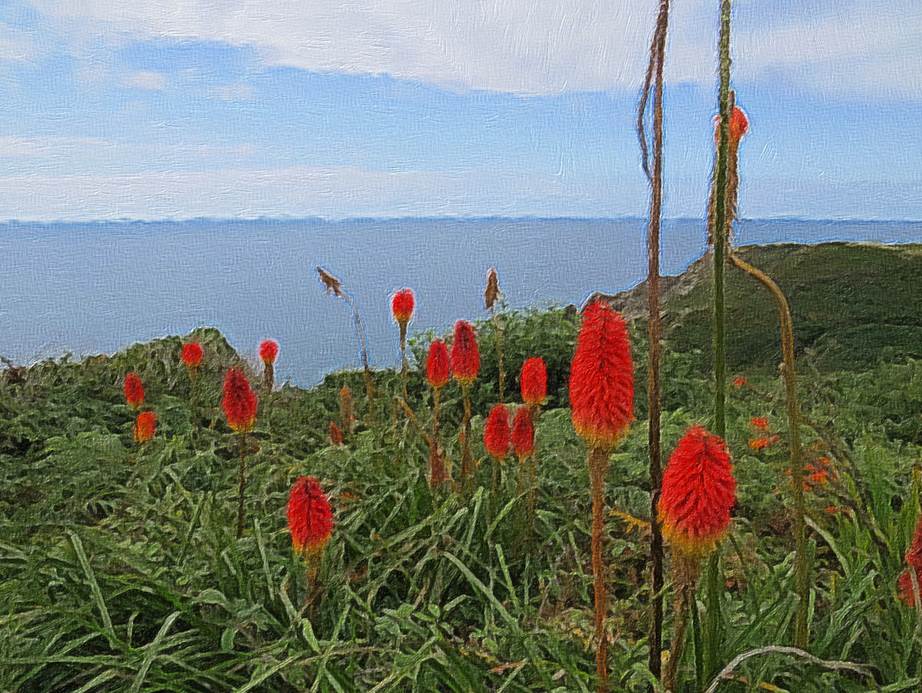 Ein Bild, das Gras, drauen, Wasser, Pflanze enthlt.

Automatisch generierte Beschreibung