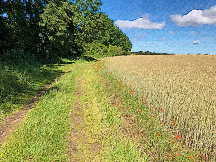 Ein Bild, das Gras, drauen, Baum, Pflanze enthlt.

Automatisch generierte Beschreibung