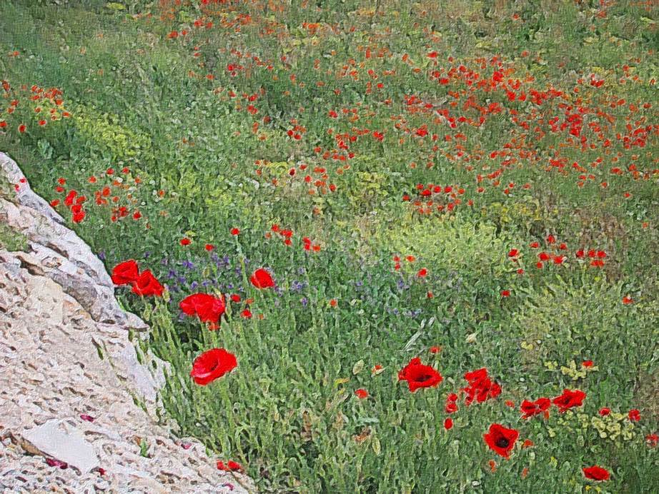 Ein Bild, das Gras, drauen, Blume, Pflanze enthlt.

Automatisch generierte Beschreibung