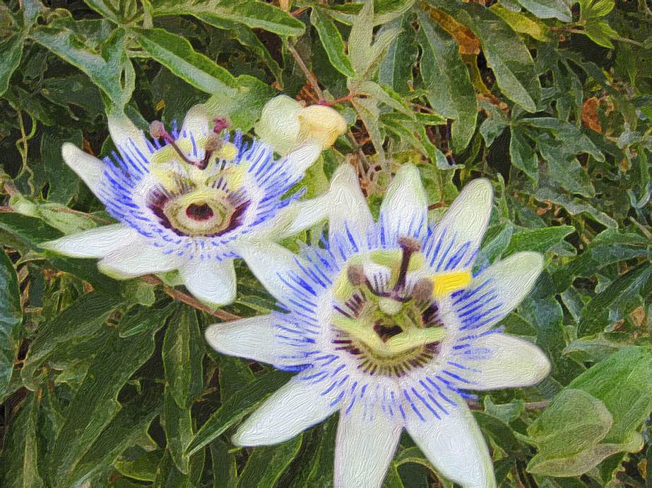 Ein Bild, das Pflanze, Blume, Blatt enthlt.

Automatisch generierte Beschreibung