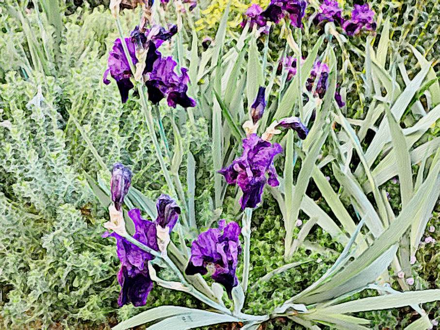 Ein Bild, das Pflanze, draußen, Garten, lila enthält.

Automatisch generierte Beschreibung