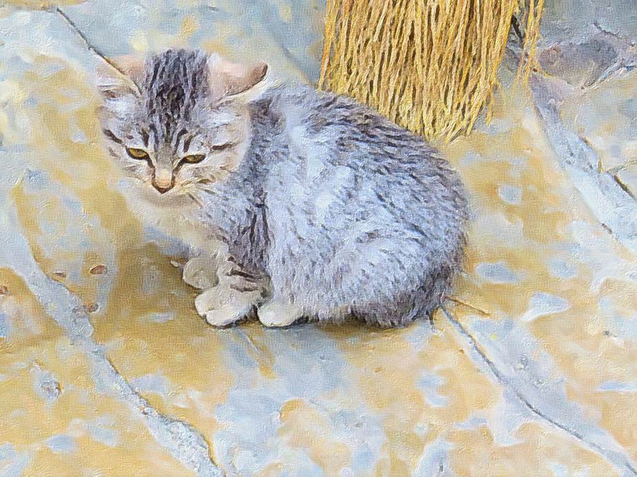 Ein Bild, das Katze, Sugetier, Hauskatze, legend enthlt.

Automatisch generierte Beschreibung