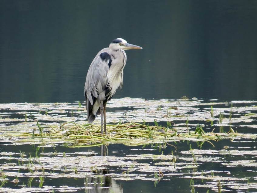 Ein Bild, das Wasservogel, Wasser, Reiher, Vogel enthlt.

Automatisch generierte Beschreibung