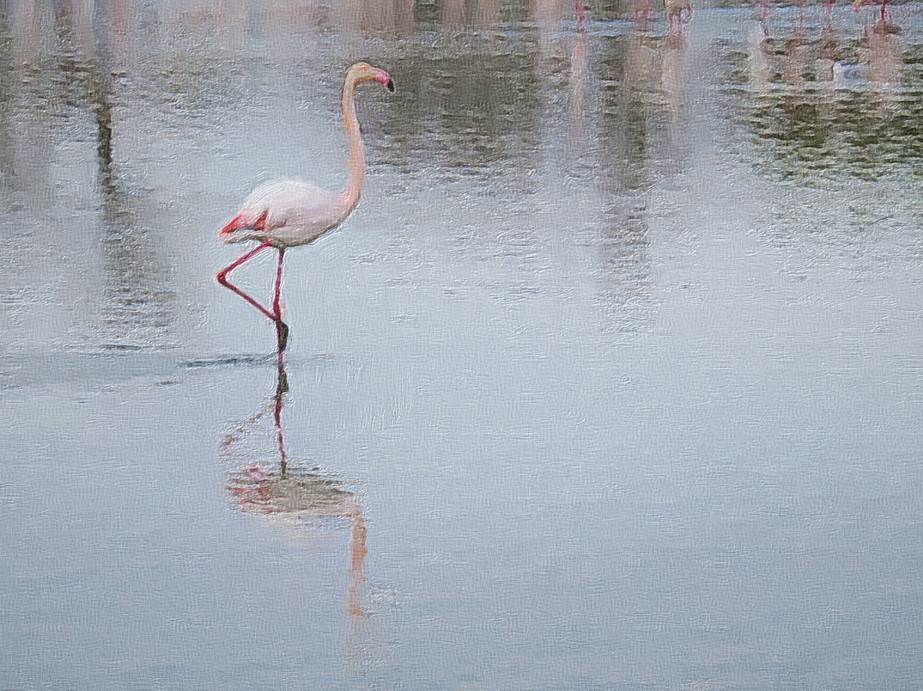 Ein Bild, das drauen, Wasser, stehend, Wasservogel enthlt.

Automatisch generierte Beschreibung