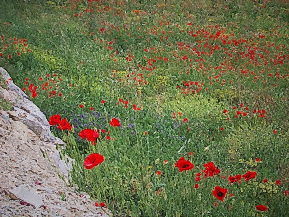 Ein Bild, das Gras, drauen, Blume, Pflanze enthlt.

Automatisch generierte Beschreibung