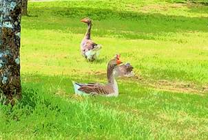 Ein Bild, das Gras, Wasservgel, drauen, Vogel enthlt.

Automatisch generierte Beschreibung