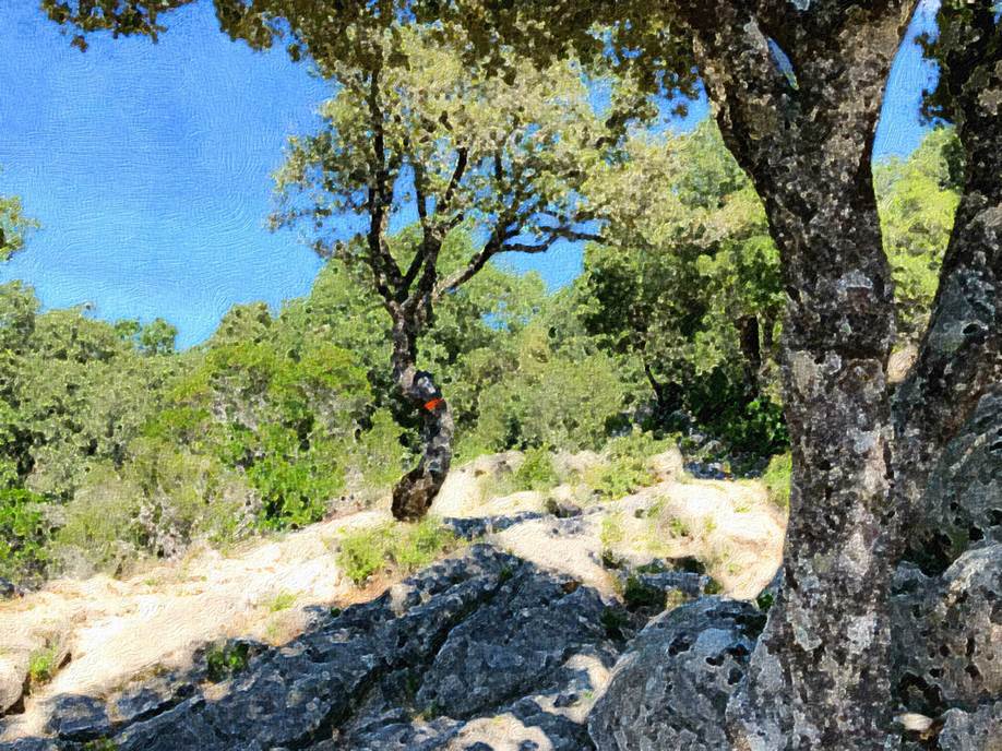 Ein Bild, das Baum, drauen, Gras, Rock enthlt.

Automatisch generierte Beschreibung