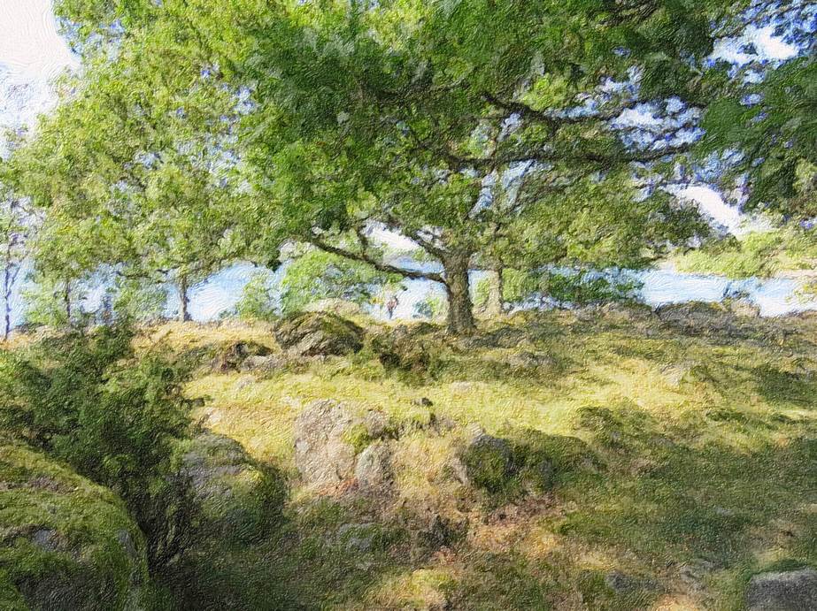 Ein Bild, das Gras, Baum, drauen, Pflanze enthlt.

Automatisch generierte Beschreibung